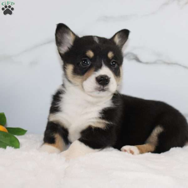 Kylee, Pembroke Welsh Corgi Puppy